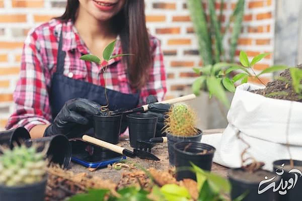 پرورش گیاهان در منزل توسط خانم ها پرورش گیاهان